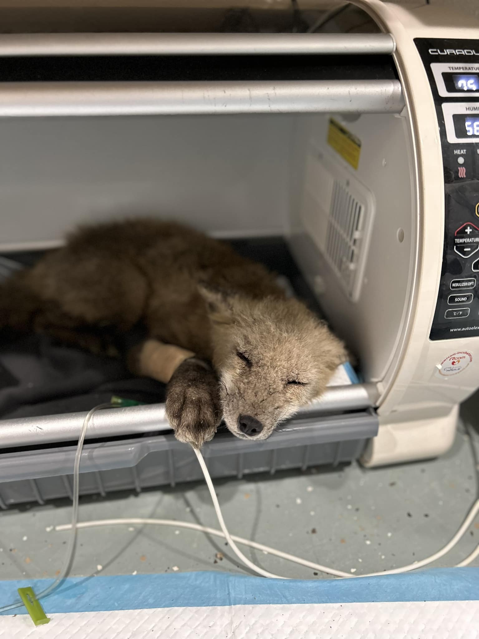 Newhouse Wildlife Rescue shares Repercussions to Wildlife