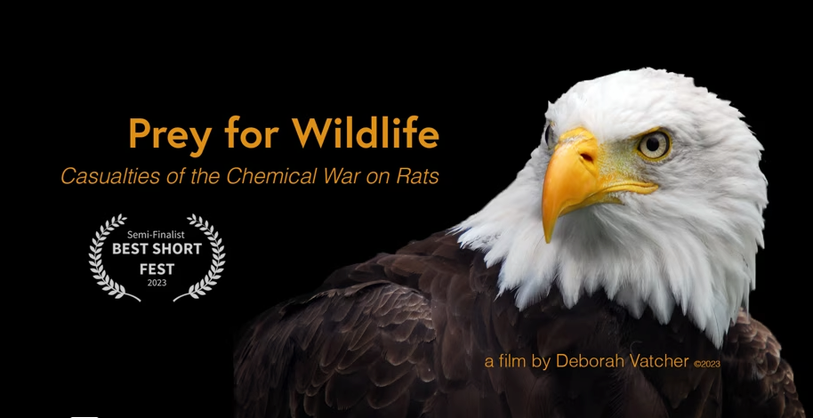 Prey for Wildlife; Casualties of the Chemical War on Rats