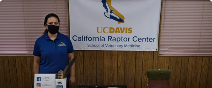 Raptors are exposed to Rodenticides after Eating Infected Rats