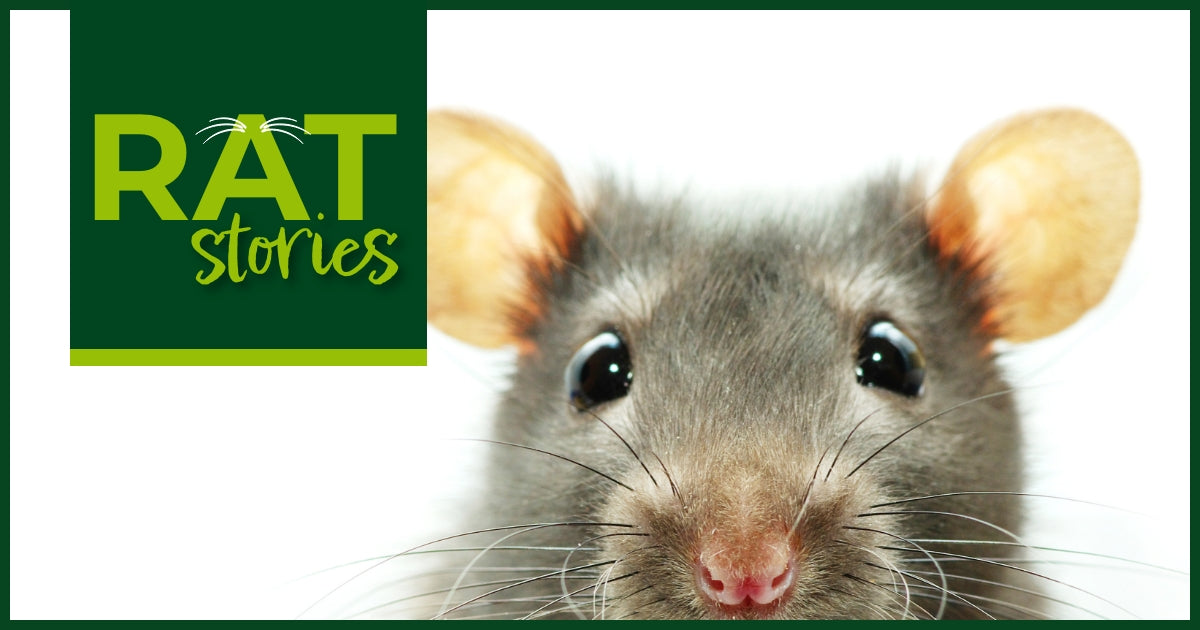 Comprehensive Rodent Control Benefits Explained – Ratology