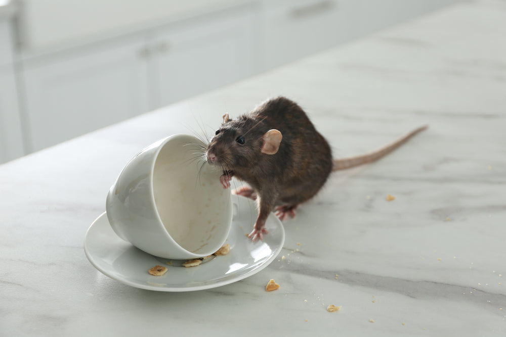 Rat-proof Your Home: How Ratology Revolutionizes Rodent Control